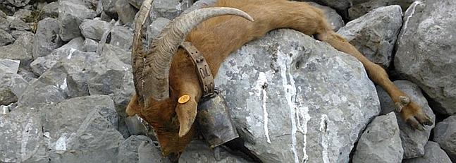 Cantabria: Ganadería asegura que los alcaldes «exigieron» la batida de cabras